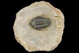 Metacanthina Trilobite - Lghaft, Morocco #153891-1